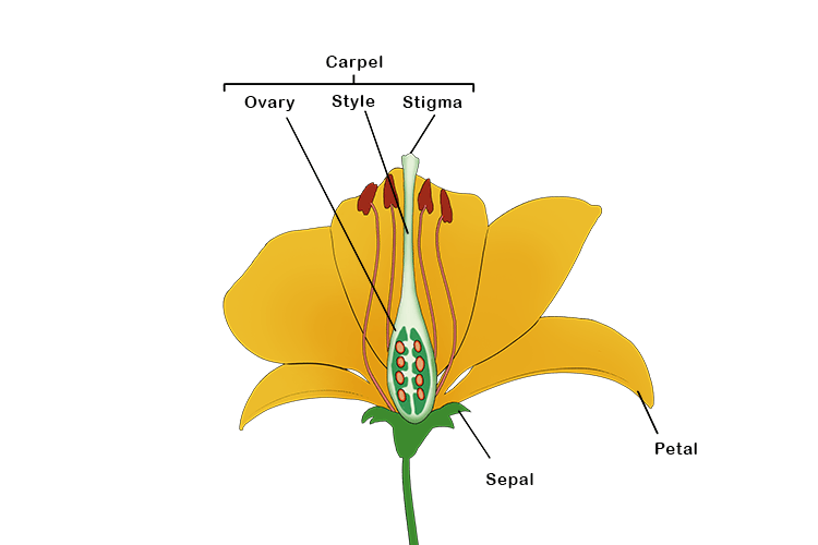 part of a flower's reproductive system that develops into a fruit after fertilisation